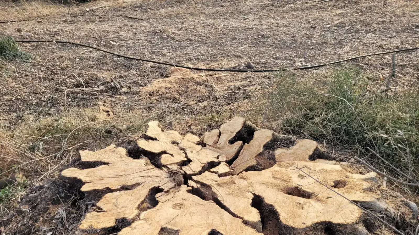 עץ זיתים שנכרת בכרם סג'רה עץ זיתים שנכרת בכרם סג'רה