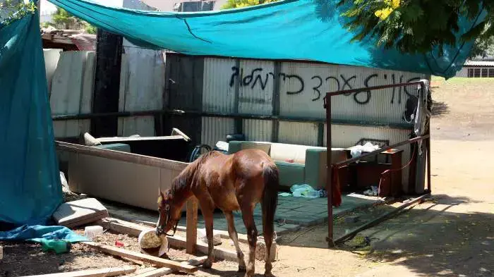 סוס בכפר שלם סוס בכפר שלם