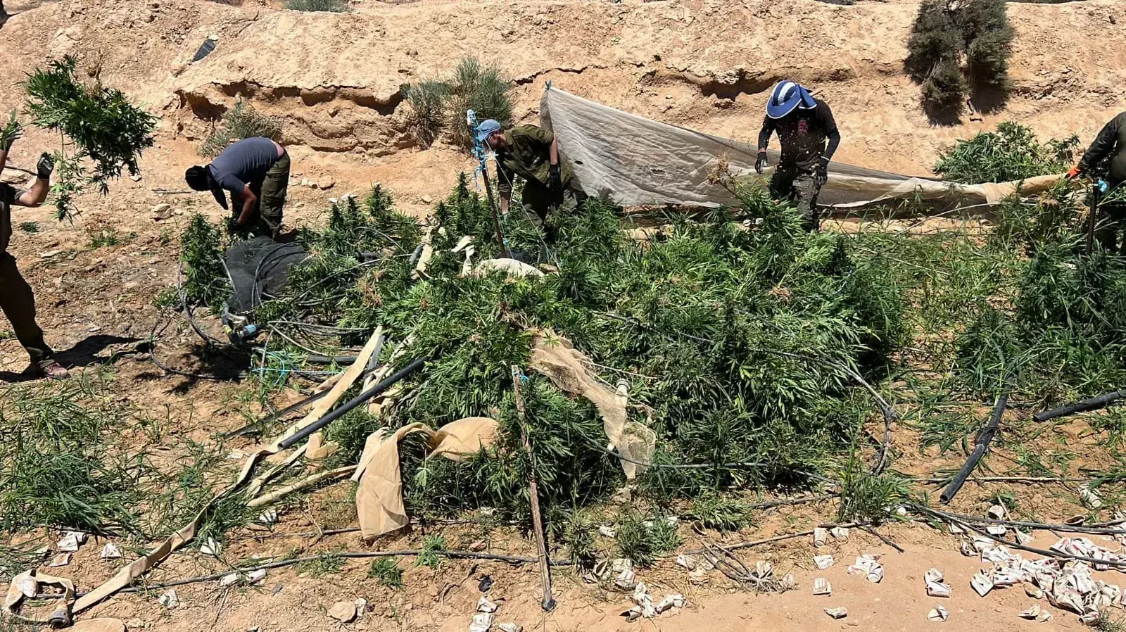 לוחמי זרוע רותם בחטיבה לבט"פ של משמר הגבול יחד עם פקחי הסיירת הירוקה וכוחות מילואים של צה"ל,פשטו על כ- 14 חממות קנאביס בשטח אש בדרום הארץ לוחמי זרוע רותם בחטיבה לבט"פ של משמר הגבול יחד עם פקחי הסיירת הירוקה וכוחות מילואים של צה"ל,פשטו על כ- 14 חממות קנאביס בשטח אש בדרום הארץ