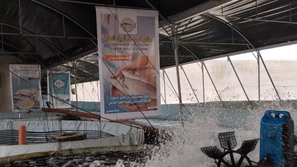 גידול דגים ברשות הפלסטינית גידול דגים ברשות הפלסטינית
