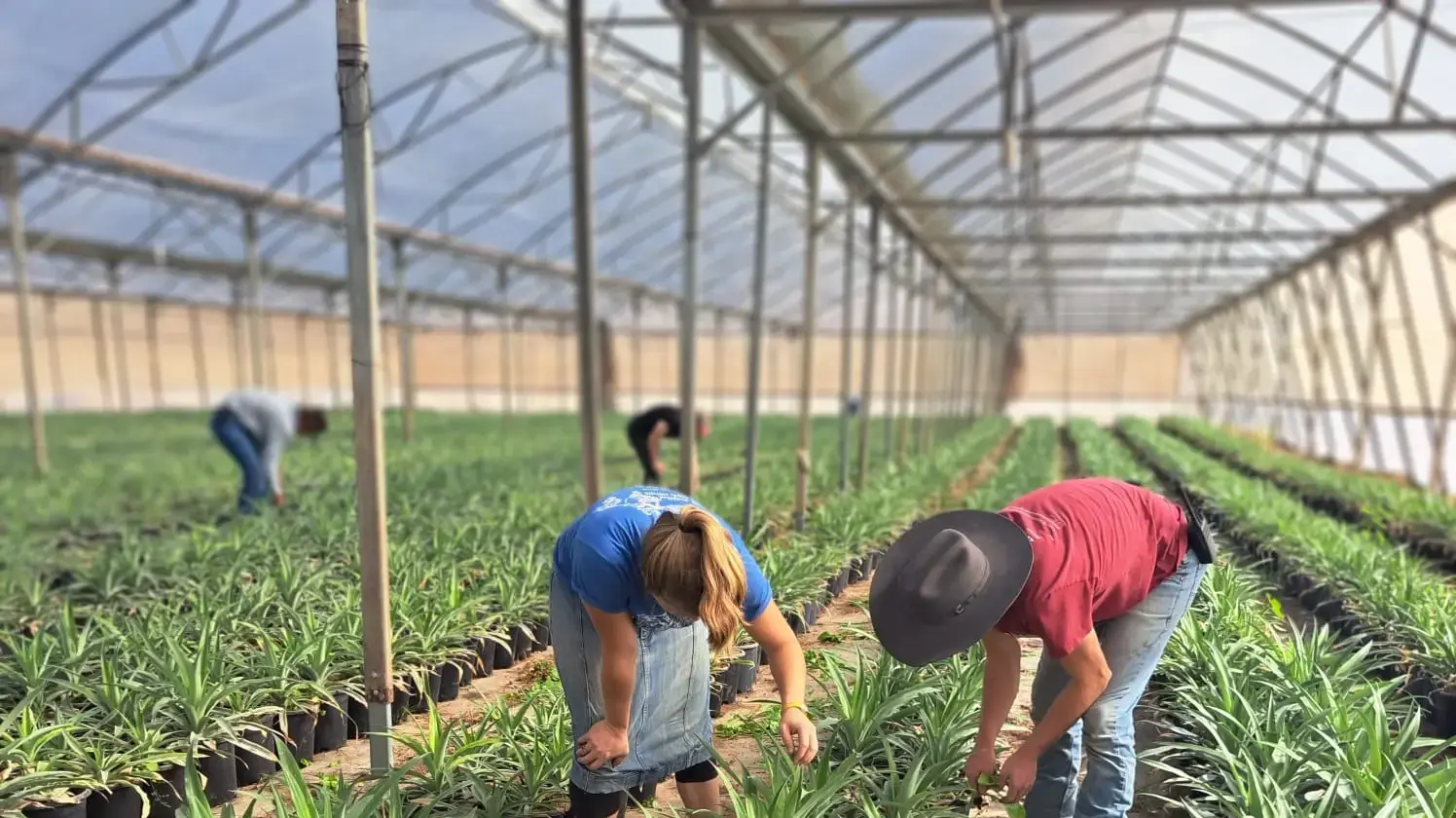 הקאובויז האמריקאים הגיעו לסייע לחקלאות בבקעת הירדן הקאובויז האמריקאים הגיעו לסייע לחקלאות בבקעת הירדן