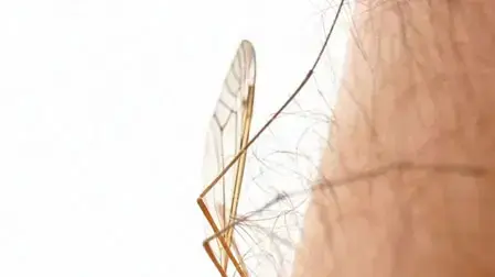 אילוסטרציה אילוסטרציה