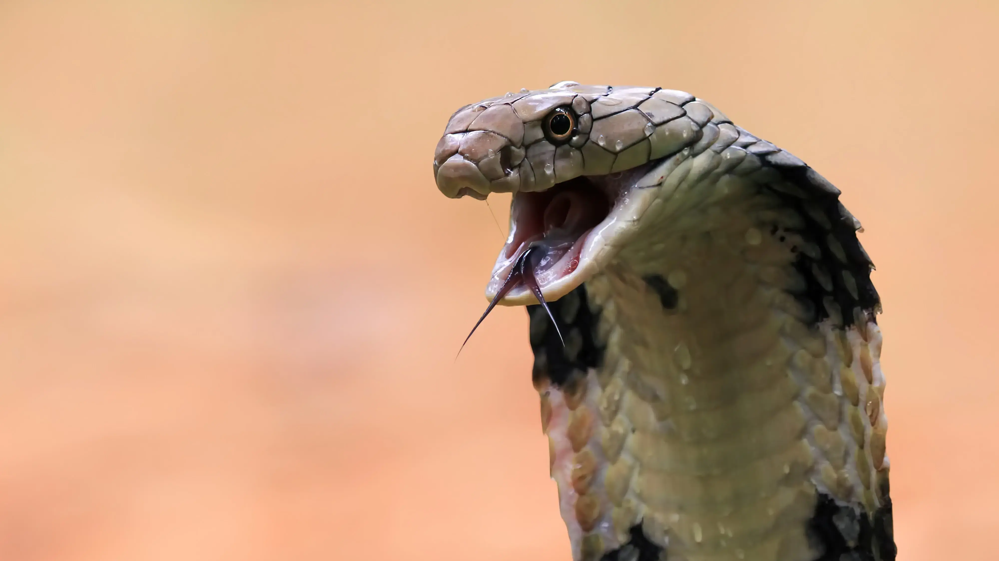נחש קוברה נחש קוברה