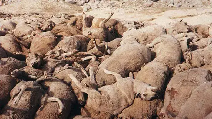 הובלת עגלים מאוסטרליה הובלת עגלים מאוסטרליה