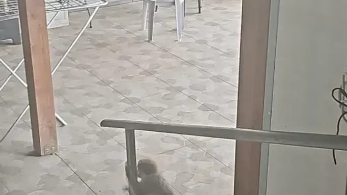 קוף נמצא בצפון הארץ קוף נמצא בצפון הארץ