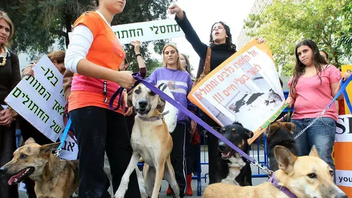 הפגנה מול בית המשפט נגד צער בעלי חיים הפגנה מול בית המשפט נגד צער בעלי חיים