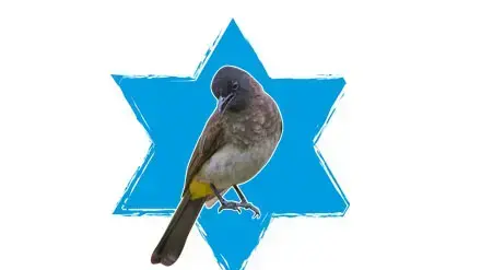 רק הבולבול יכול רק הבולבול יכול