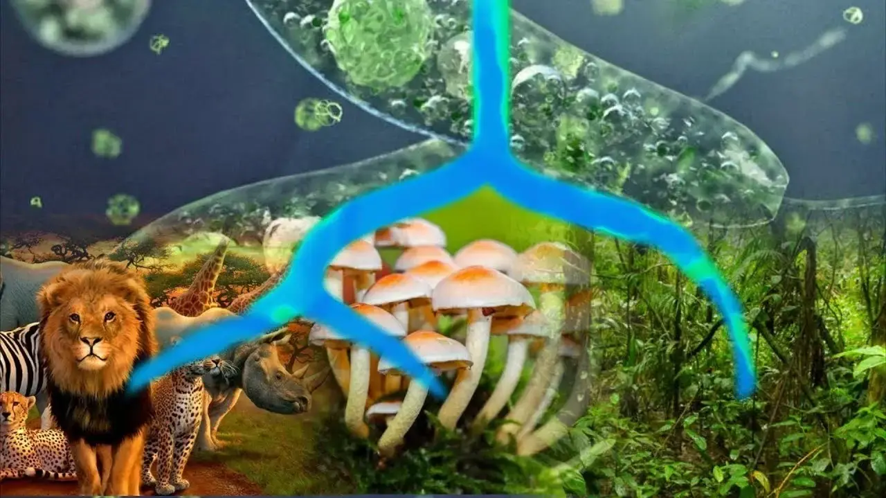 לא קופים ולא חייזרים: המדענים גילו שכולנו בעצם "אסגרדים" לא קופים ולא חייזרים: המדענים גילו שכולנו בעצם "אסגרדים"