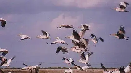 שקנאים ליד פורדיס לאחר שגורשו מבריכות הדגים של מעגן מיכאל   (יצחק אלהרר)