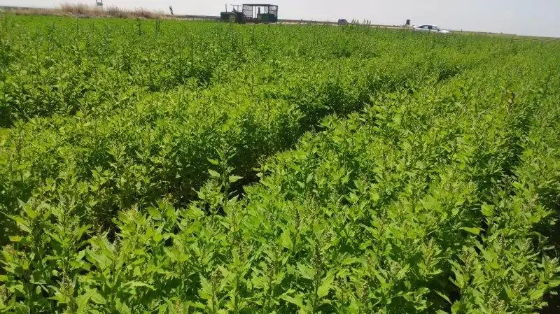 שדה עלי קינואה צעירה שדה עלי קינואה צעירה