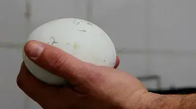 ביצת נשר ביצת נשר