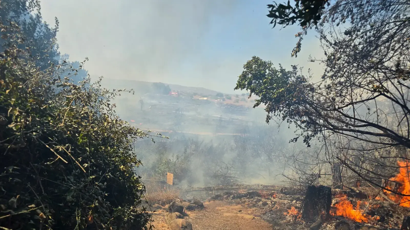שמורת תל דן שמורת תל דן