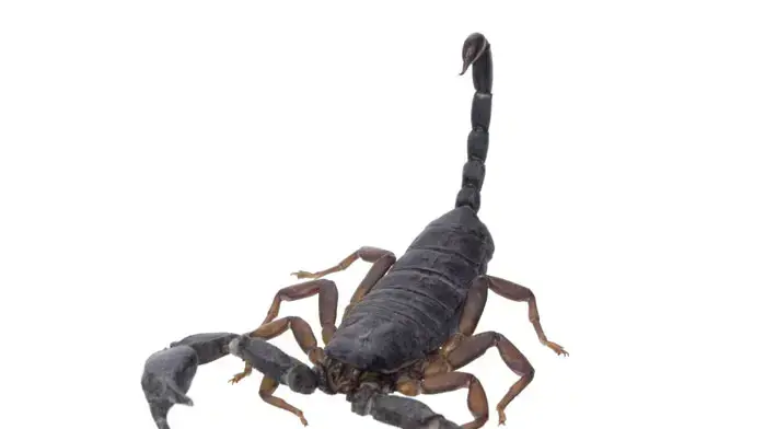 עקרב עקרב