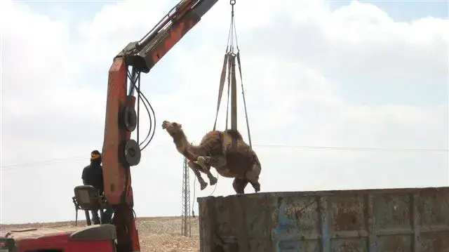 מבצע לאיסוף גמלים משוטטים בנגב מבצע לאיסוף גמלים משוטטים בנגב