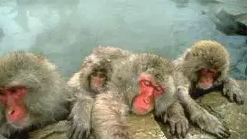 Baboons