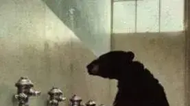 Bear Piss