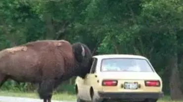 Bull 1