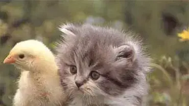 Cat and chicken