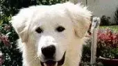 Cool dog 2