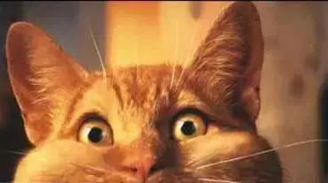 Crazy cat 1