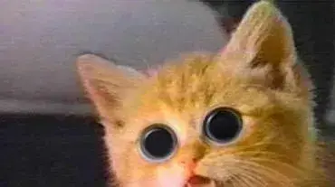 Crazy cat