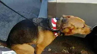 Dog bin laden