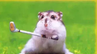 golf hampster