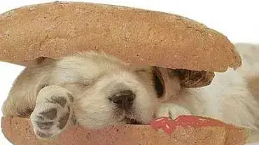 Hot dog