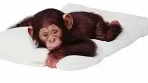 Lazy Monkey