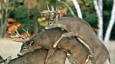 muse orgy