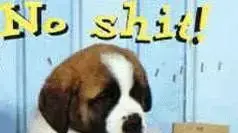 No shit