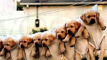 pupies