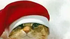 Santa cat