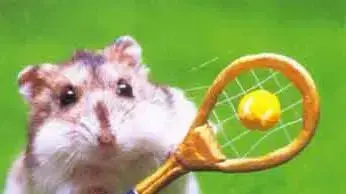 Tennis hampster