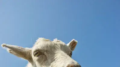 אילוסטרציה אילוסטרציה