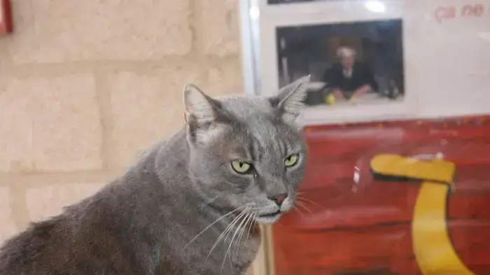 חתול אפור חתול אפור