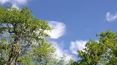 אילוסטרציה אילוסטרציה