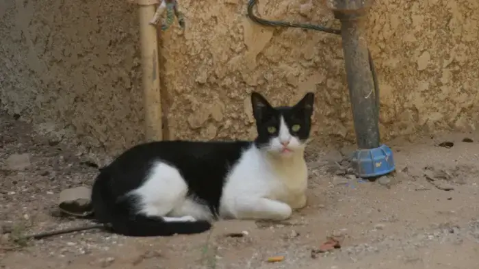חתול רחוב חתול רחוב