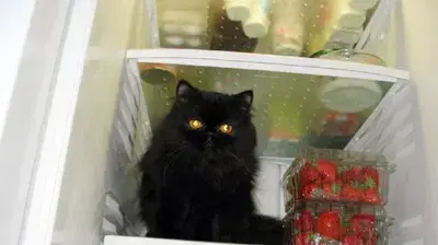 פיבי שליידר פיבי שליידר