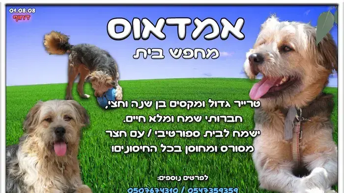 אמאדאוס מחפש בית אמאדאוס מחפש בית