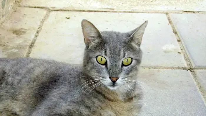 חתול לאימוץ חתול לאימוץ
