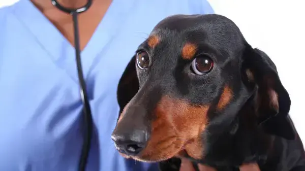 אילוסטרציה אילוסטרציה