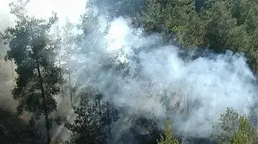 השריפה ביער ירושלים (יצחק אלהרר סקופ 80) השריפה ביער ירושלים (יצחק אלהרר סקופ 80)