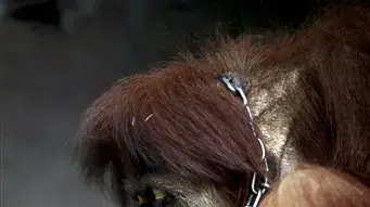 קוף דמוי אדם אורנג-אוטנג יושב קשור רגע לפני חילוץ, אינדונזיה  