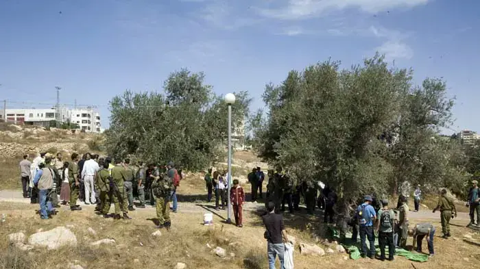 עימותים בין פעילי שמאל למתנחלים במסיק זיתים ליד חברון עימותים בין פעילי שמאל למתנחלים במסיק זיתים ליד חברון