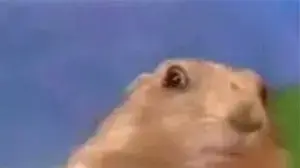 אוגר - מתוך סרטון יוטיוב אוגר - מתוך סרטון יוטיוב