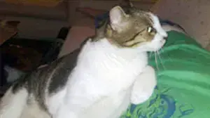חתול לאימוץ חתול לאימוץ