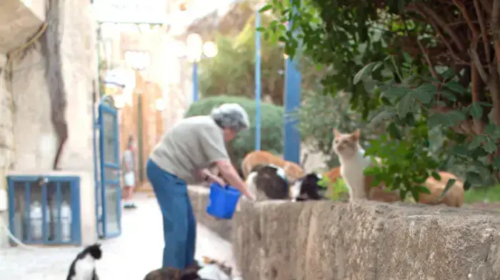 האכלת חתולי רחוב האכלת חתולי רחוב