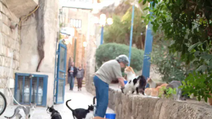 האכלת חתולי רחוב האכלת חתולי רחוב