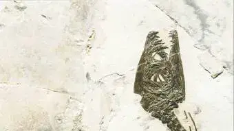 דינוזאורים דינוזאורים